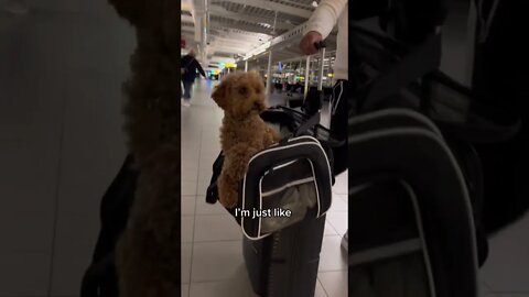 Cute puppy in a bag #shorts #views #subscribe #youtubeshorts #cutedog #viral #viralvideo