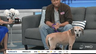 Pet of the Week: Beau