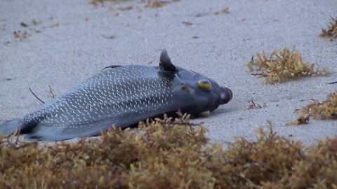 Dead fish wash ashore on Singer Island