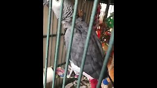 Parrot literally dances along to his favorite song