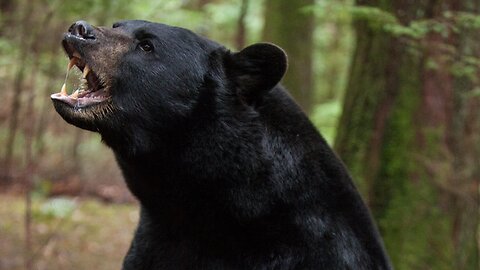 Terrifying Black Bear Attack: Kids Escape Jaws of Death!