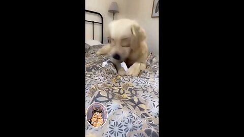 #Funny clip of animals😂 so funny🤣 #Humorous animals #😂 #Funny humor😂 #😂 #funny clip #Funny #animals