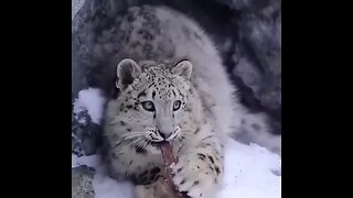 The snow leopard is the only member of the cat family that lives in the mountains...