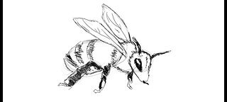 How to Draw a Bee Step by Step Drawing Tutorial #drawingtutorial #easydrawing #art