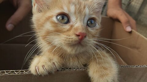 Cute Kitten Meowing For Help In The Paper Box