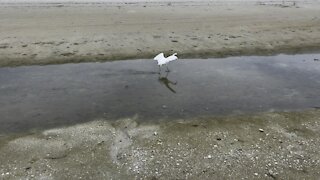 Snowy Egret In Paradise- 8/27/2021- 4K