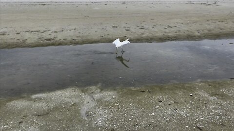 Snowy Egret In Paradise- 8/27/2021- 4K