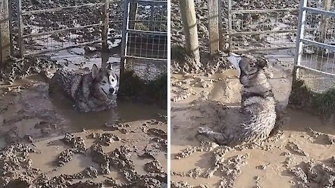 Husky Malamute goes nuts in giant mud puddle