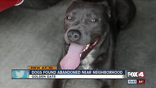 Man rescues abandoned dogs in Golden Gate Estates