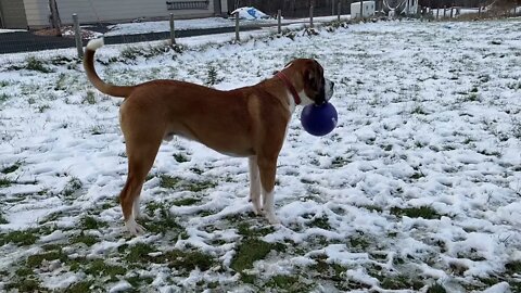 Favorite dog toys- gifts from our Patron Lori- Thank you!