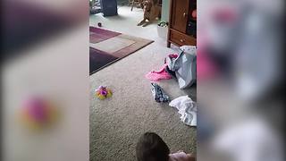 The Cutest Conversation Between A Dog And A Baby Girl