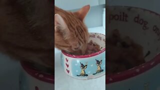 Ginger cat purrs while eating