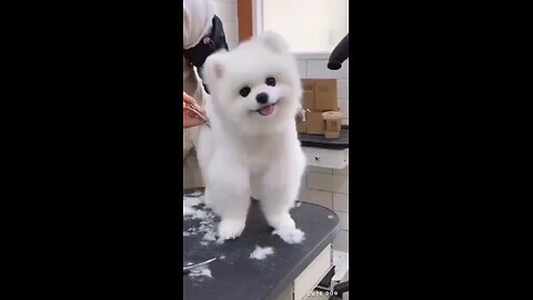 cute panda type of dog