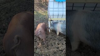 Pigs using the custom built pig feeder @UncleTimsFarm #kärnəvór