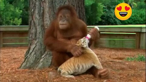 Watch the Orangutan feed the tiger