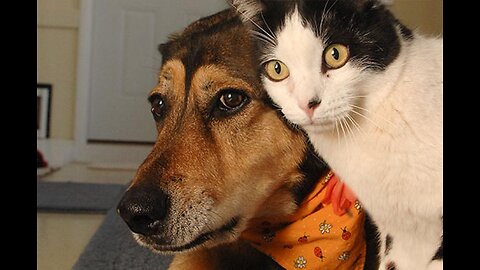 Cats Who Can't Deny Their Love For Dogs