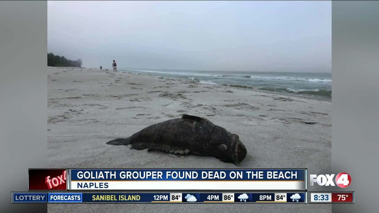 Dead goliath grouper found on the beach in Naples