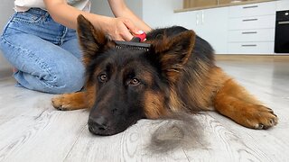 Grooming My 3 Fluffy Dogs During The Shedding Season