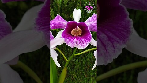 🤪🥊Sensational FRAGRANT Cattleya purpurata var. Striata in gorgeous bloom #ninjaorchids