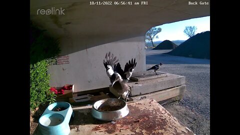 Magpie babys looking for food 18:11 6 50am