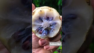 Strange Fruits of the Amazon pt3