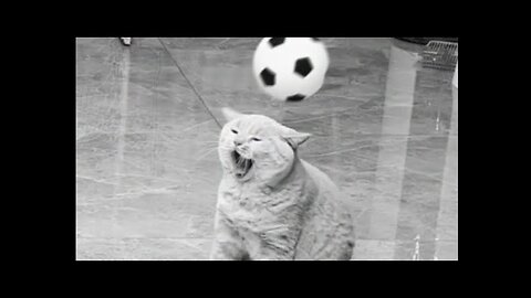 When cats play football - The best players ever