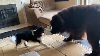Giant Newfie plays so sweetly with Cavalier puppy