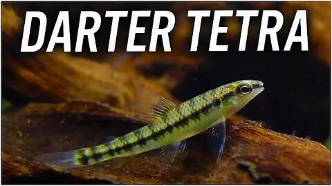 DARTER TETRA CARE GUIDE - Characidium fasciatum