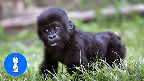 Delightful Baby Gorillas Being Naughty While Playing.