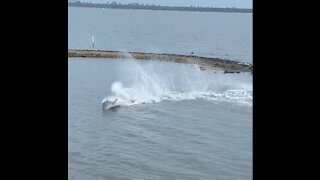 Dolphins in Alligator Point, Florida