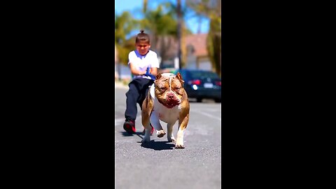 Pitbull vs Tiger