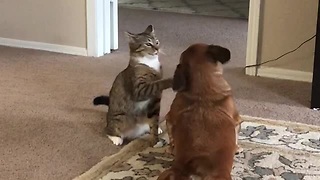 Heartwarming Playtime Between Dog And Cat