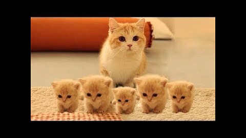 Cute Kittens Videos So Many Kitty's Compilation