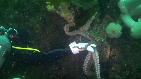 Curious octopus closely inspects scuba diver