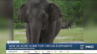 New home for circus elephants in Florida