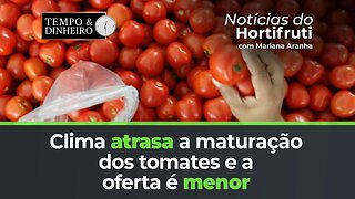 Clima atrasa a maturação dos tomates e a oferta é menor