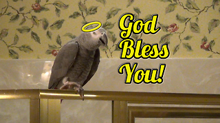 Polite parrot sneezes and says "God Bless You!"