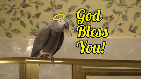 Polite parrot sneezes and says "God Bless You!"