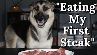 Giving My Dogs Raw Steak For The First Time | Husky & German Shepherd Mix