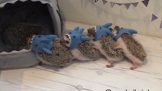 Hedgehog Siblings Reunite For A Little Masquerade