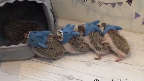 Hedgehog Siblings Reunite For A Little Masquerade