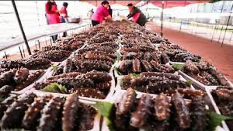 Sea Cucumber Harvesting and Processing - Dried Sea Cucumber Processing in Factory