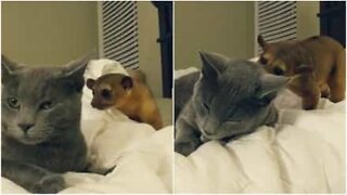 Kinkajou desperately wants to be friends with a cat!