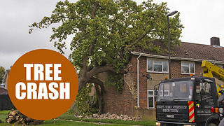 Family lucky to be alive after their home was demolished - by a massive oak tree