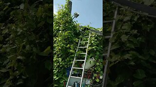 Vines #vlog #landscaping #ohhighbud