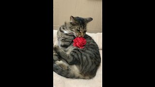 This Vegetarian Cat EATS Flowers