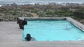 Babuínos filmados numa piscina privada na África do Sul