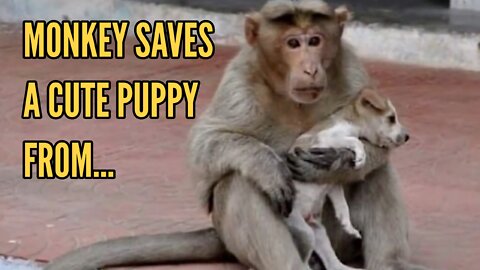 🙀Humanity in Animals | 🐵Monkey Saves A Puppy🐶🐕