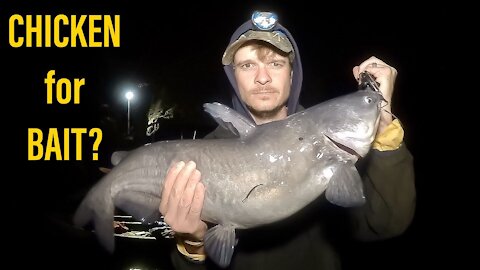 Chicken for Catfish Bait? (Catfishing on the Cape Fear River)