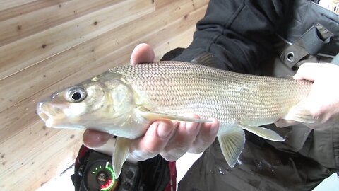 MidWest Outdoors TV Show #1611 - Whitefish on Sturgeon Bay with the Custom Jigs Crew